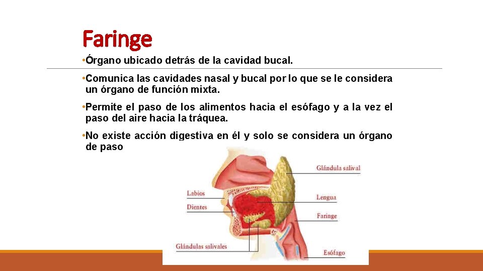 Faringe • Órgano ubicado detrás de la cavidad bucal. • Comunica las cavidades nasal