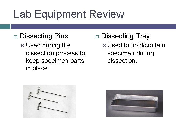 Lab Equipment Review Dissecting Pins Used during the dissection process to keep specimen parts