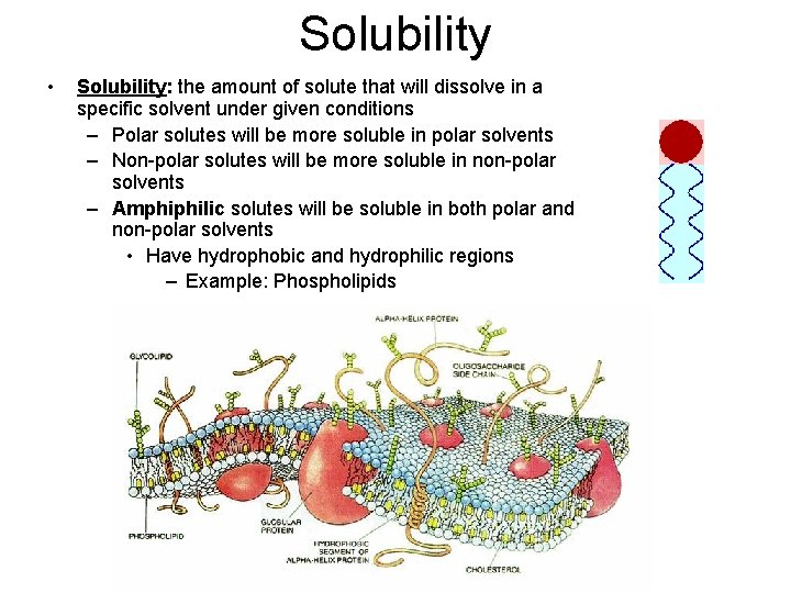 Solubility • Solubility: the amount of solute that will dissolve in a specific solvent