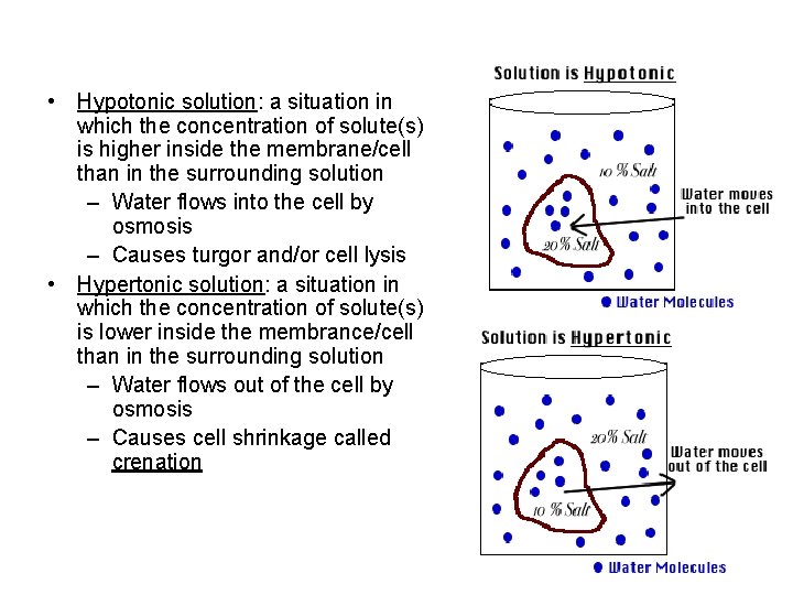  • Hypotonic solution: a situation in which the concentration of solute(s) is higher