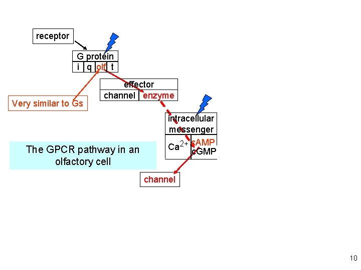 receptor G protein i q olf t Very similar to Gs effector channel enzyme
