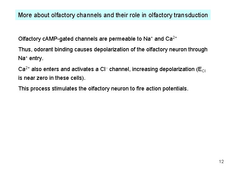 More about olfactory channels and their role in olfactory transduction Olfactory c. AMP-gated channels