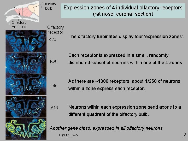 Olfactory bulb Olfactory epithelium Expression zones of 4 individual olfactory receptors (rat nose, coronal