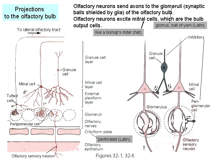 Projections to the olfactory bulb To lateral olfactory tract Olfactory neurons send axons to