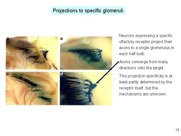 Projections to specific glomeruli Neurons expressing a specific olfactory receptor project their axons to