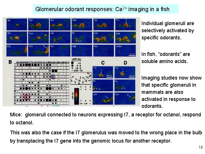 Glomerular odorant responses: Ca 2+ imaging in a fish Individual glomeruli are selectively activated