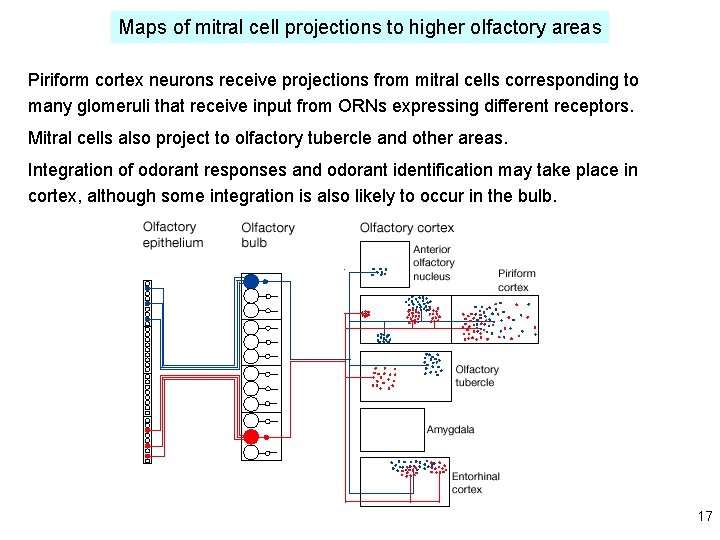 Maps of mitral cell projections to higher olfactory areas Piriform cortex neurons receive projections