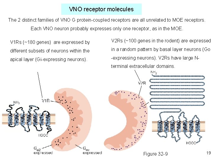 VNO receptor molecules The 2 distinct families of VNO G protein-coupled receptors are all