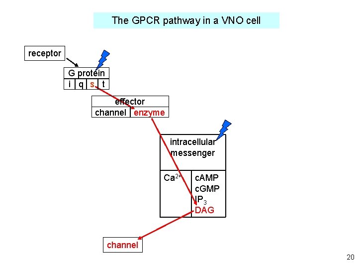 The GPCR pathway in a VNO cell receptor G protein i q s t