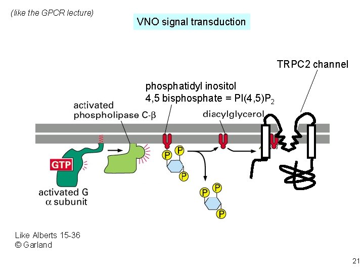 (like the GPCR lecture) VNO signal transduction TRPC 2 channel phosphatidyl inositol 4, 5