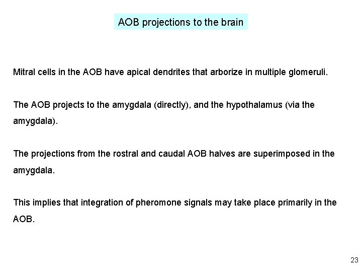 AOB projections to the brain Mitral cells in the AOB have apical dendrites that