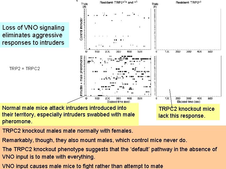 Loss of VNO signaling eliminates aggressive responses to intruders TRP 2 = TRPC 2