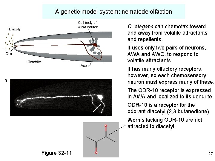 A genetic model system: nematode olfaction C. elegans can chemotax toward and away from