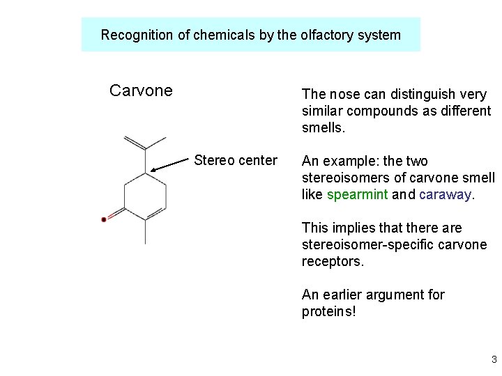 Recognition of chemicals by the olfactory system Carvone The nose can distinguish very similar
