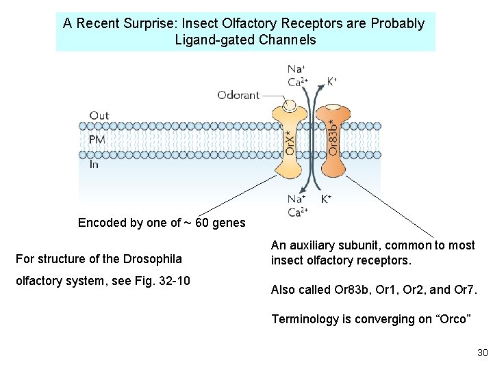 A Recent Surprise: Insect Olfactory Receptors are Probably Ligand-gated Channels Encoded by one of