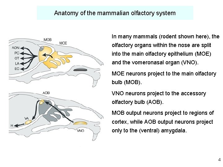 Anatomy of the mammalian olfactory system In many mammals (rodent shown here), the olfactory