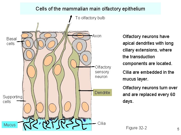 Cells of the mammalian main olfactory epithelium To olfactory bulb Basal cells Axon apical