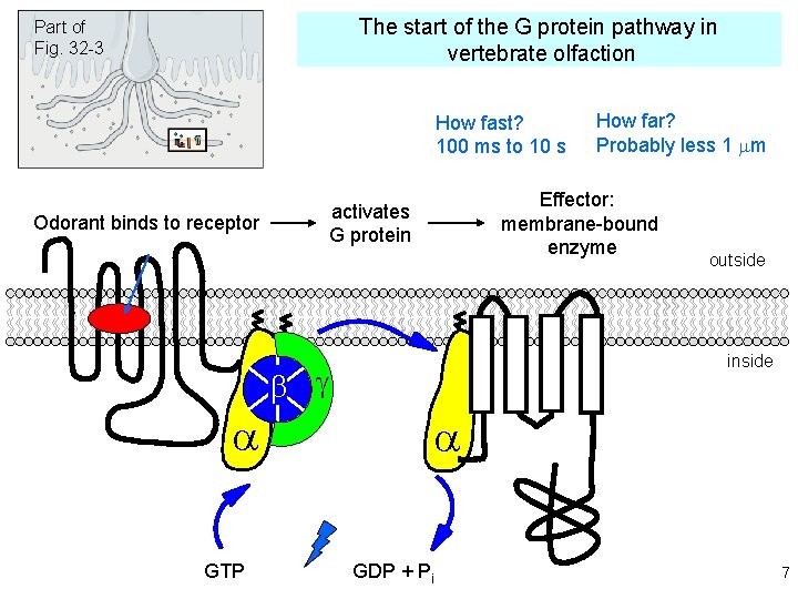 The start of the G protein pathway in vertebrate olfaction Part of Fig. 32