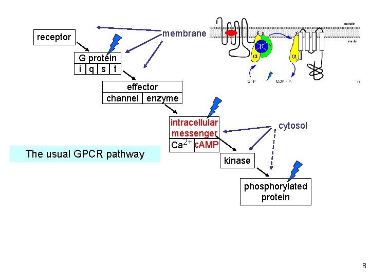 from Lecture 12 membrane receptor G protein i q s t effector channel enzyme
