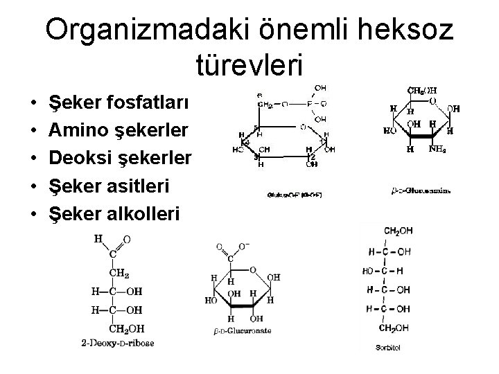 Organizmadaki önemli heksoz türevleri • • • Şeker fosfatları Amino şekerler Deoksi şekerler Şeker