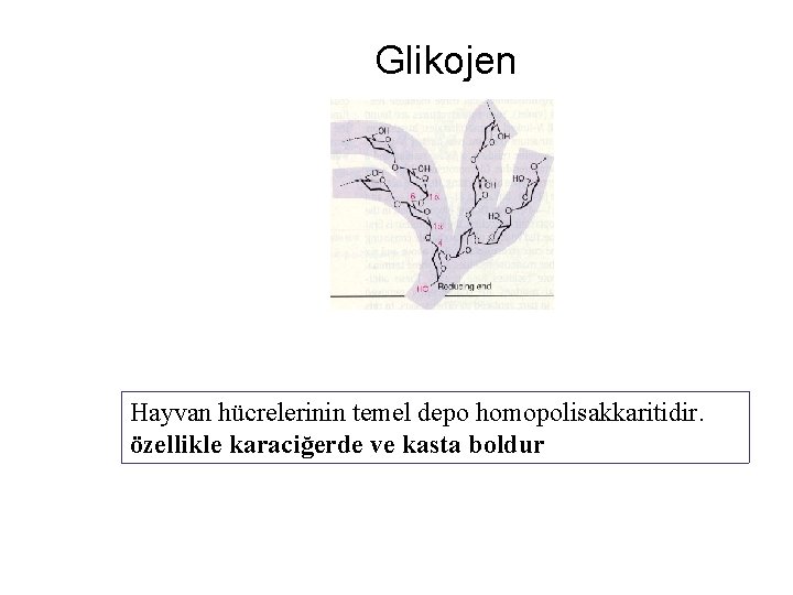 Glikojen Hayvan hücrelerinin temel depo homopolisakkaritidir. özellikle karaciğerde ve kasta boldur 