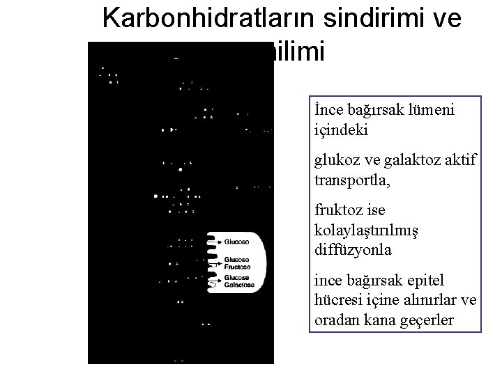 Karbonhidratların sindirimi ve emilimi İnce bağırsak lümeni içindeki glukoz ve galaktoz aktif transportla, fruktoz