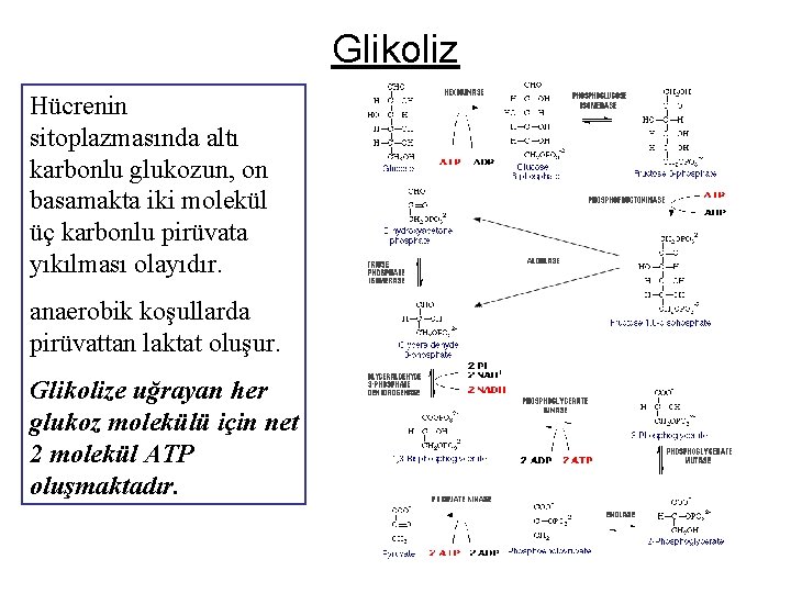 Glikoliz Hücrenin sitoplazmasında altı karbonlu glukozun, on basamakta iki molekül üç karbonlu pirüvata yıkılması