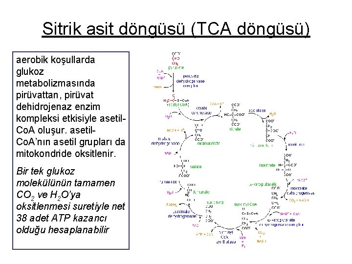 Sitrik asit döngüsü (TCA döngüsü) aerobik koşullarda glukoz metabolizmasında pirüvattan, pirüvat dehidrojenaz enzim kompleksi