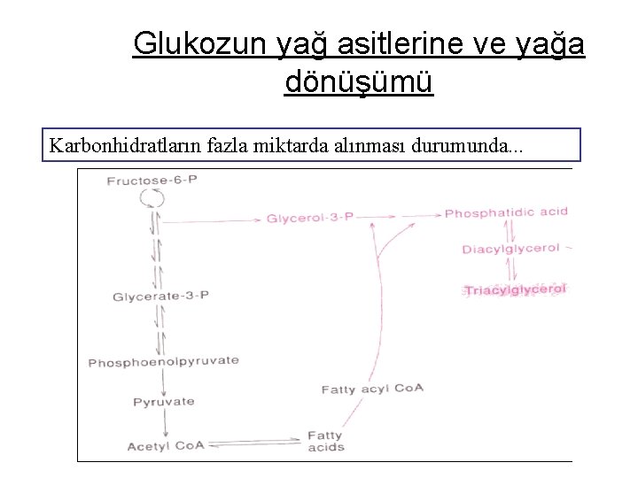 Glukozun yağ asitlerine ve yağa dönüşümü Karbonhidratların fazla miktarda alınması durumunda. . . 