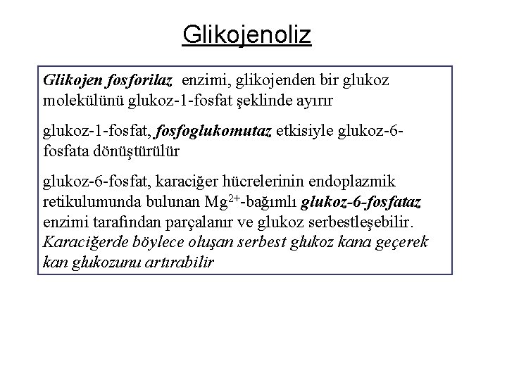 Glikojenoliz Glikojen fosforilaz enzimi, glikojenden bir glukoz molekülünü glukoz-1 -fosfat şeklinde ayırır glukoz-1 -fosfat,