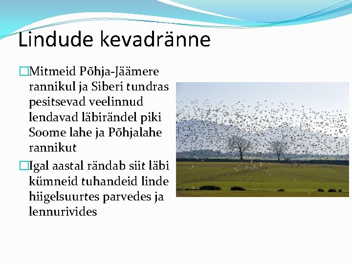 Lindude kevadränne �Mitmeid Põhja-Jäämere rannikul ja Siberi tundras pesitsevad veelinnud lendavad läbirändel piki Soome