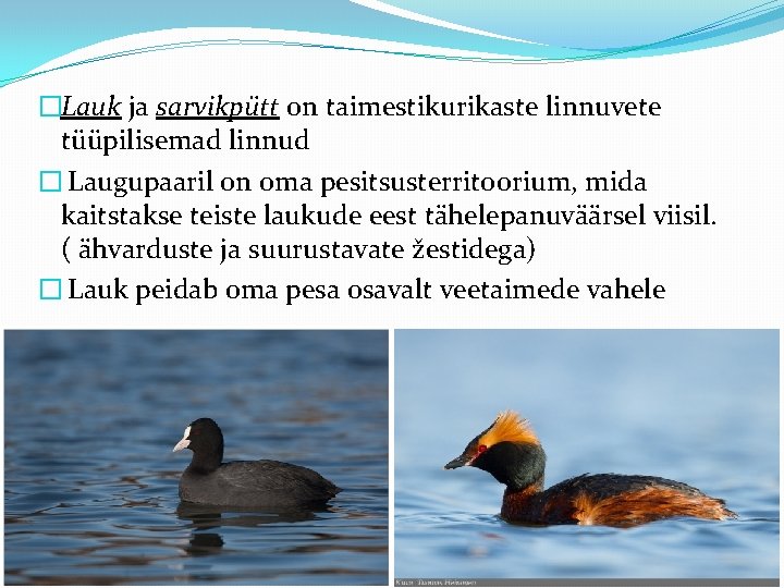 �Lauk ja sarvikpütt on taimestikurikaste linnuvete tüüpilisemad linnud � Laugupaaril on oma pesitsusterritoorium, mida