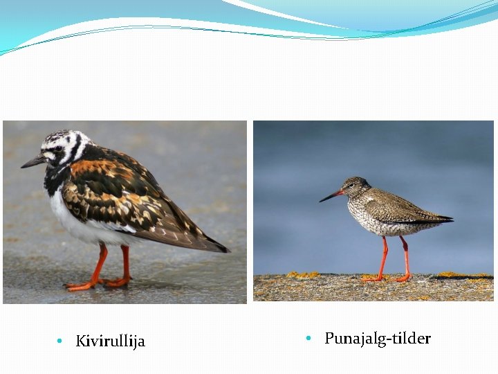  • Kivirullija • Punajalg-tilder 