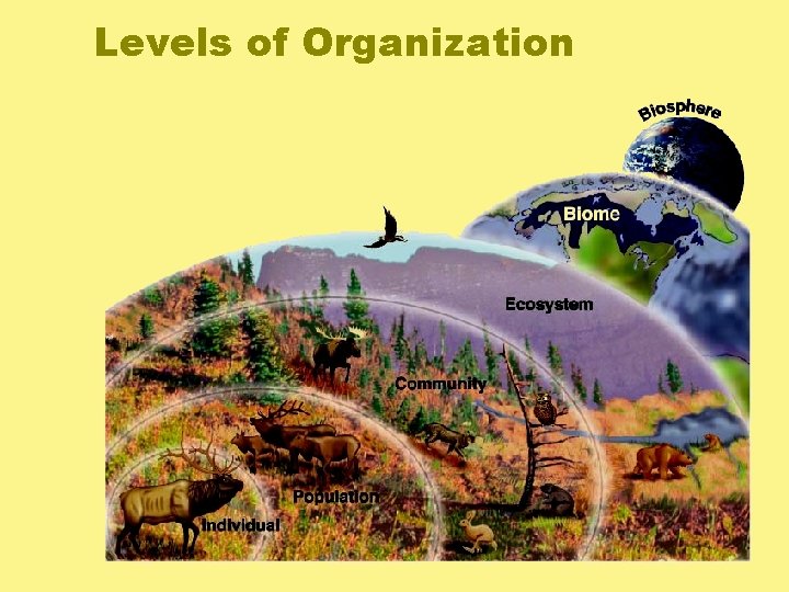 Levels of Organization 