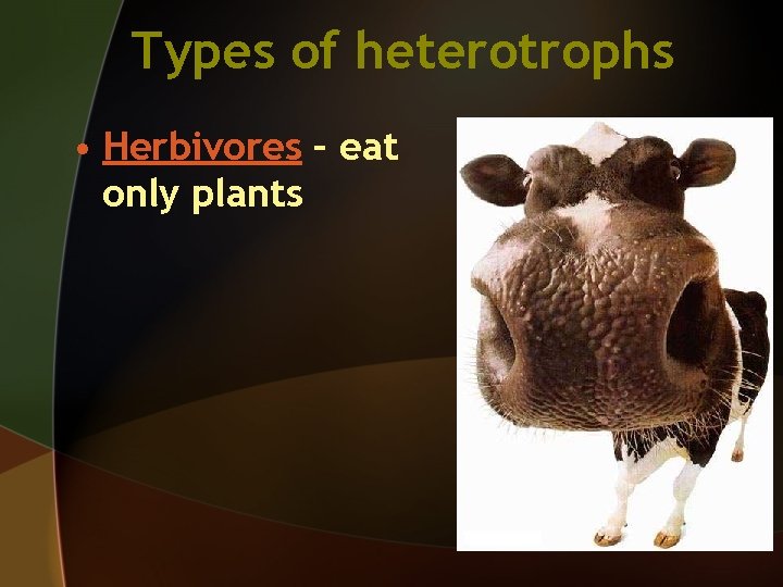 Chapter 3 The Biosphere Section 3 1 What