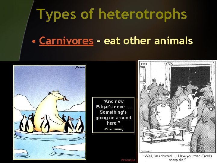 Types of heterotrophs • Carnivores – eat other animals 