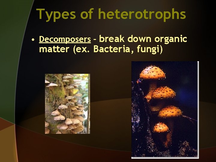Types of heterotrophs • Decomposers – break down organic matter (ex. Bacteria, fungi) 