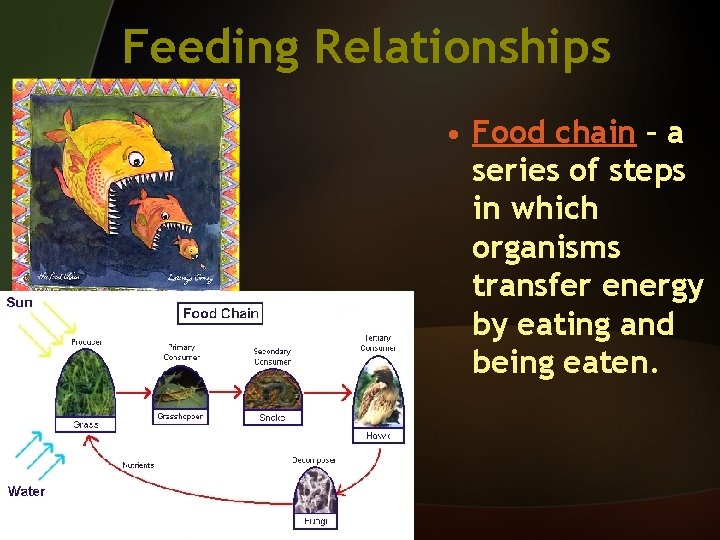 Feeding Relationships • Food chain – a series of steps in which organisms transfer