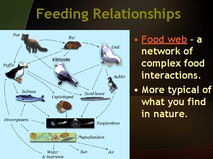 Feeding Relationships • Food web – a network of complex food interactions. • More