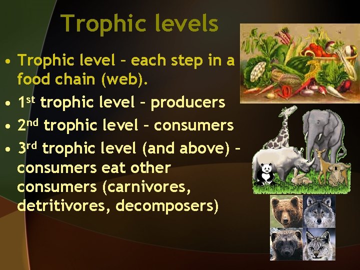Trophic levels • Trophic level – each step in a food chain (web). •