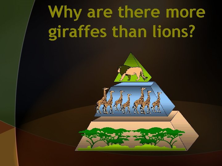 Why are there more giraffes than lions? 