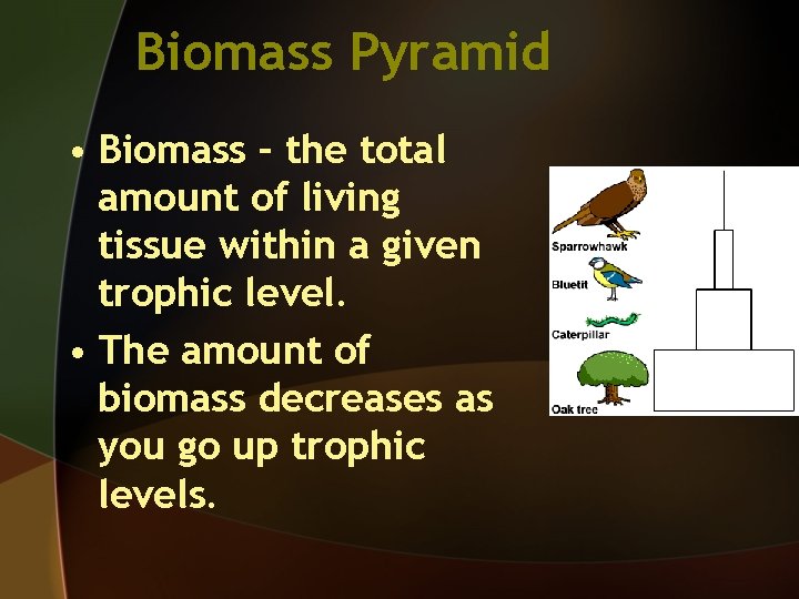 Biomass Pyramid • Biomass – the total amount of living tissue within a given