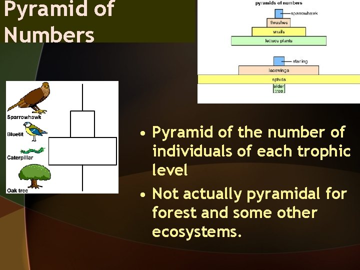 Pyramid of Numbers • Pyramid of the number of individuals of each trophic level