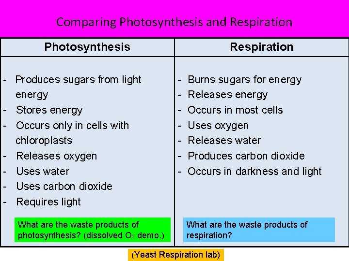 Comparing Photosynthesis and Respiration Photosynthesis Respiration - Produces sugars from light - energy Stores