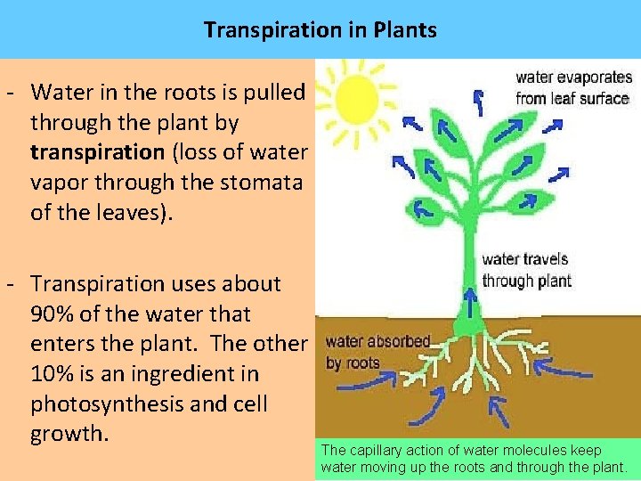 Transpiration in Plants - Water in the roots is pulled through the plant by