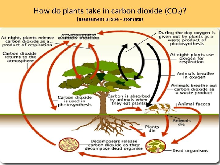 How do plants take in carbon dioxide (CO 2)? (assessment probe - stomata) Provide