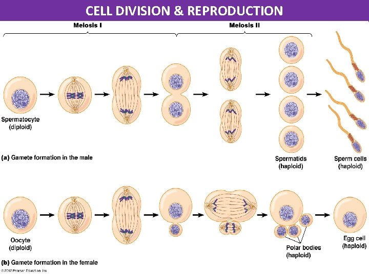 CELL DIVISION & REPRODUCTION With division of the nucleus, body cells go through mitosis