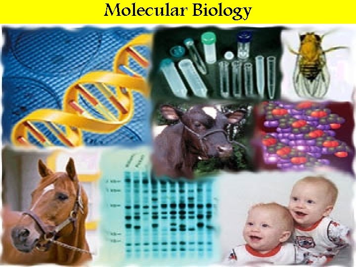 Molecular Biology 