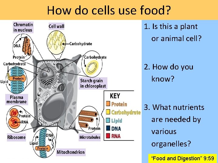How do cells use food? 1. Is this a plant or animal cell? 2.