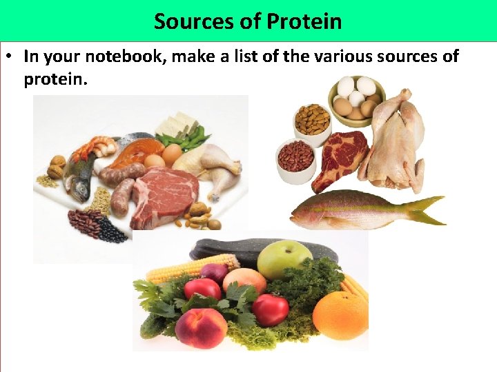 Sources of Protein • In your notebook, make a list of the various sources